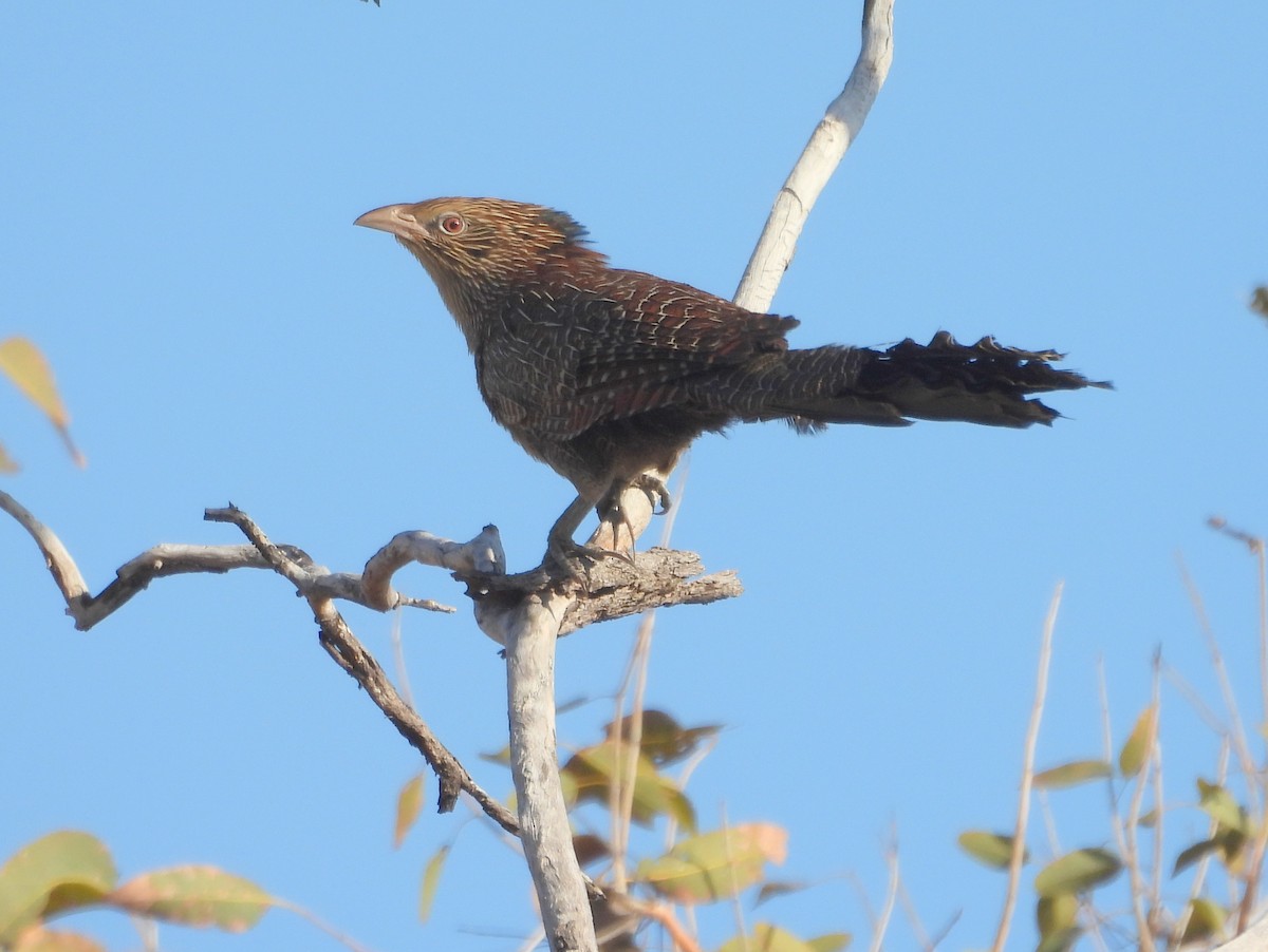 Pheasant Coucal (Pheasant) - ML642126902
