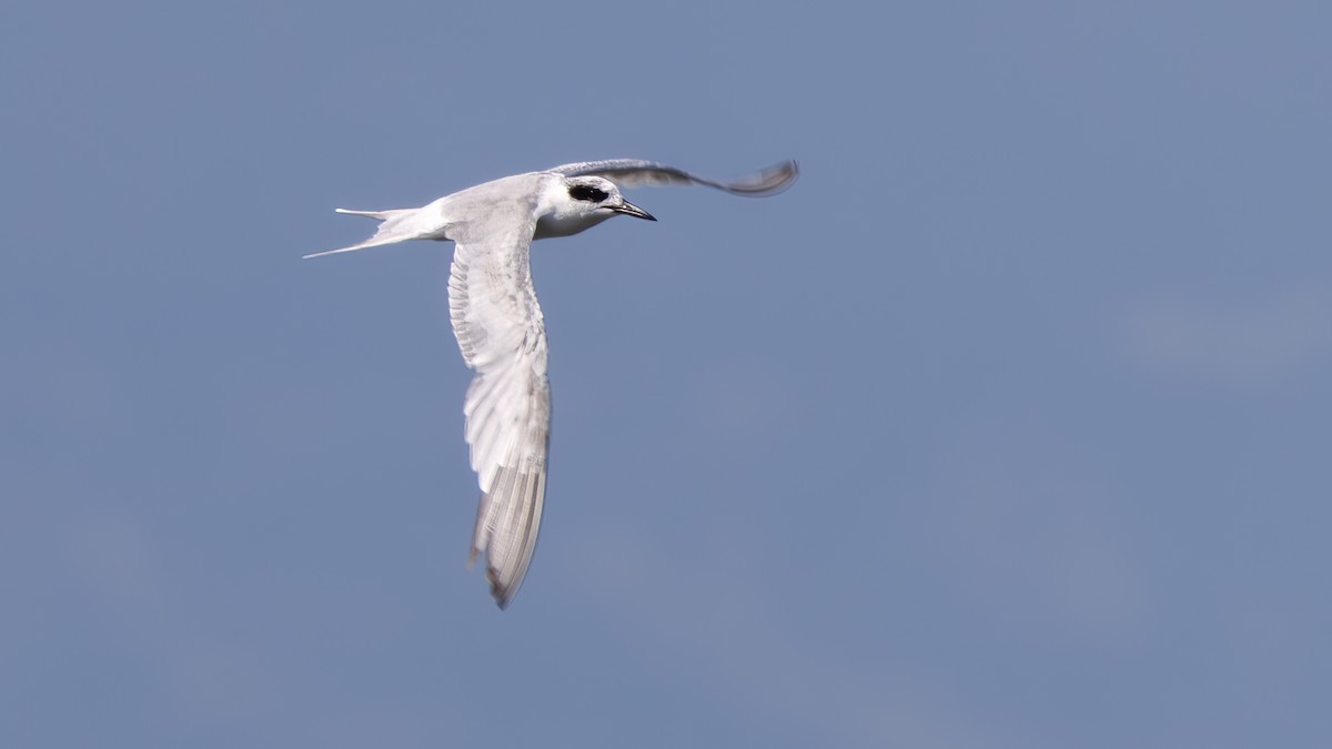 Forster's Tern - ML642126946