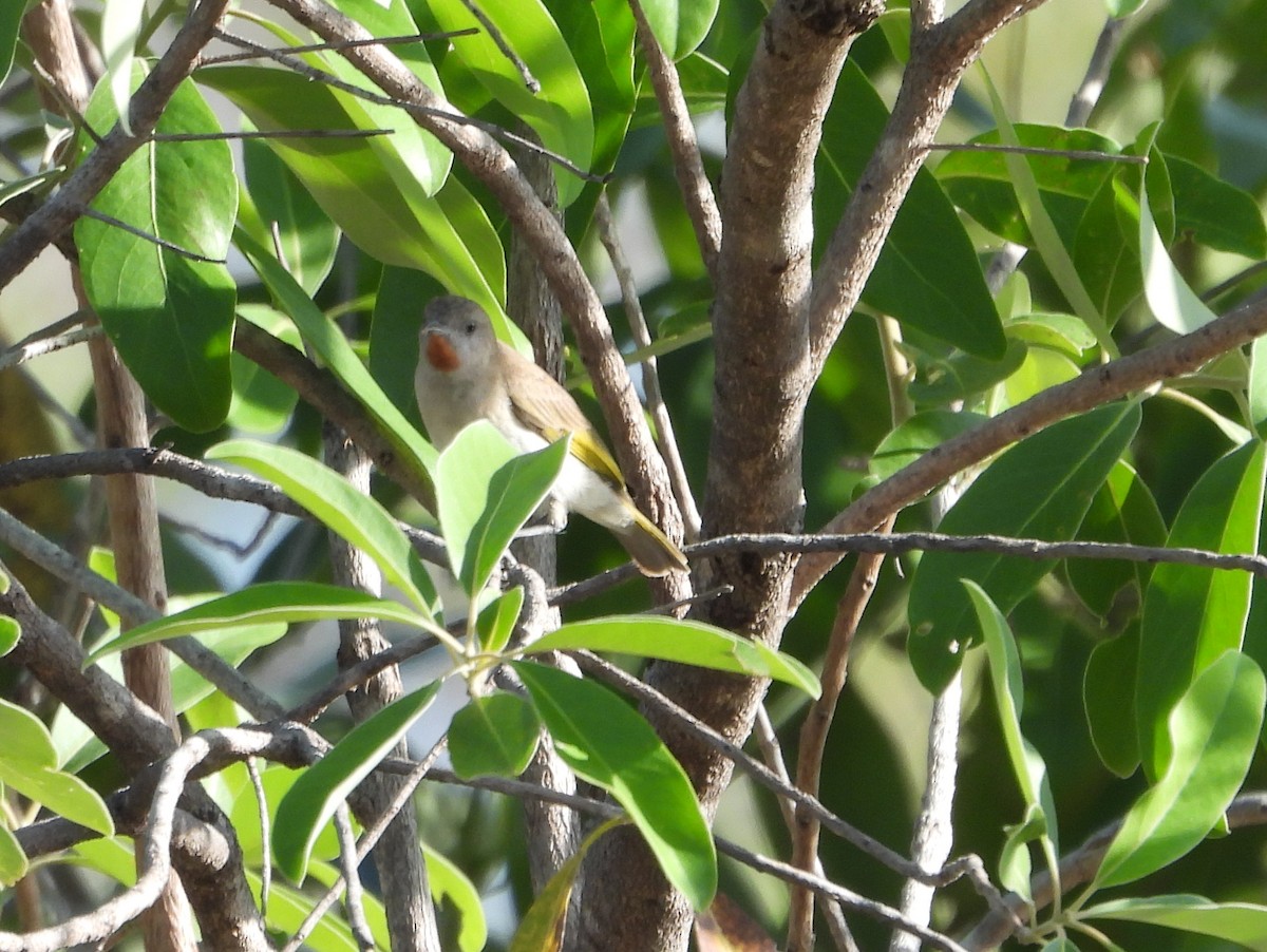 Rufous-throated Honeyeater - ML642126949