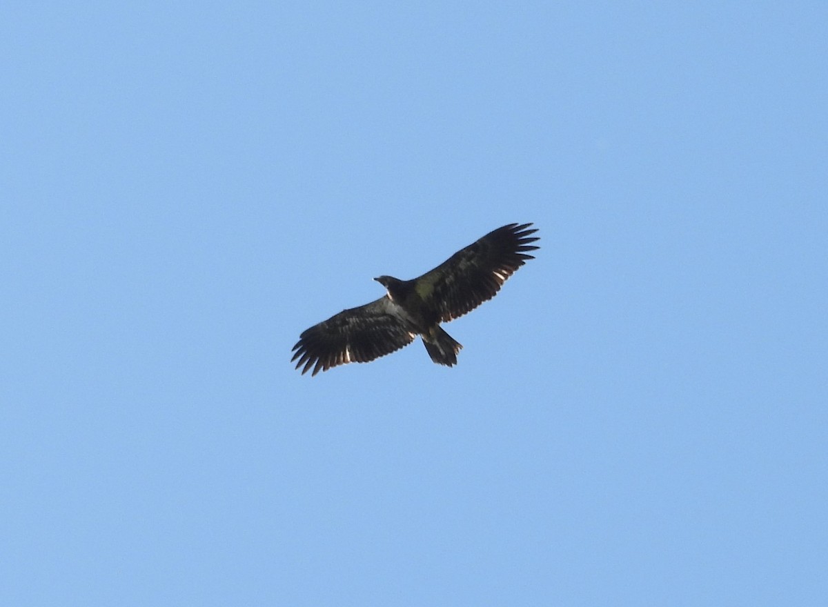 Bald Eagle - ML642126951