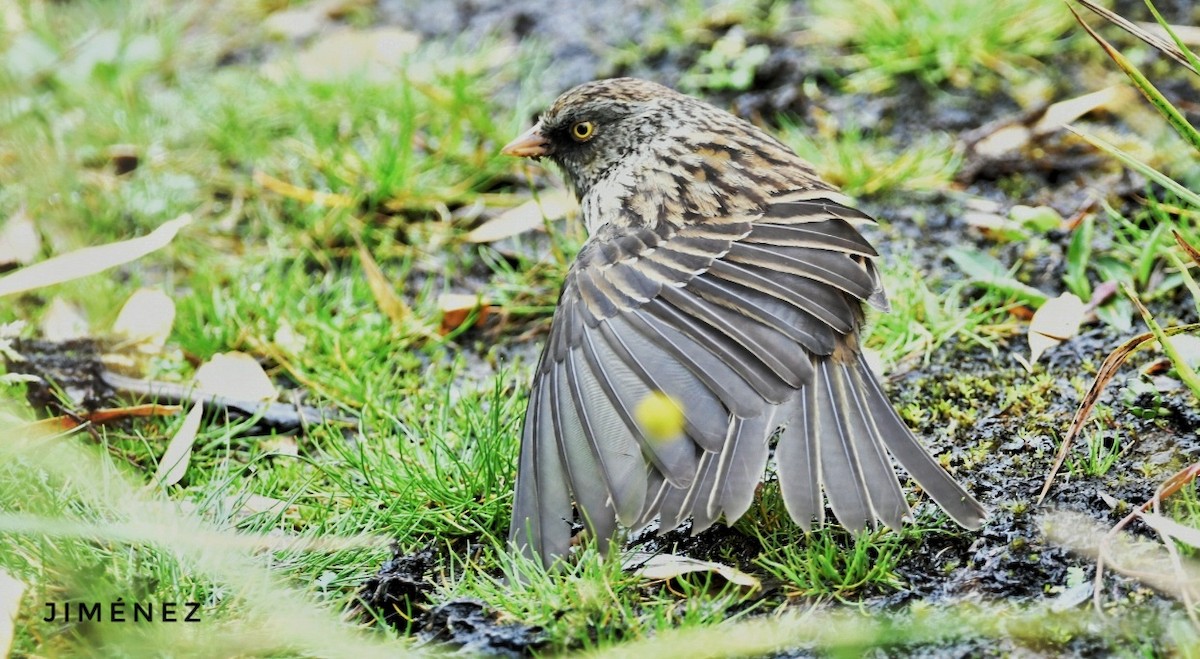 Volcano Junco - ML642126958