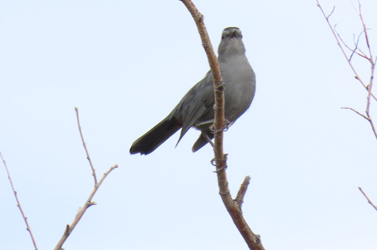 Gray Catbird - ML642126961