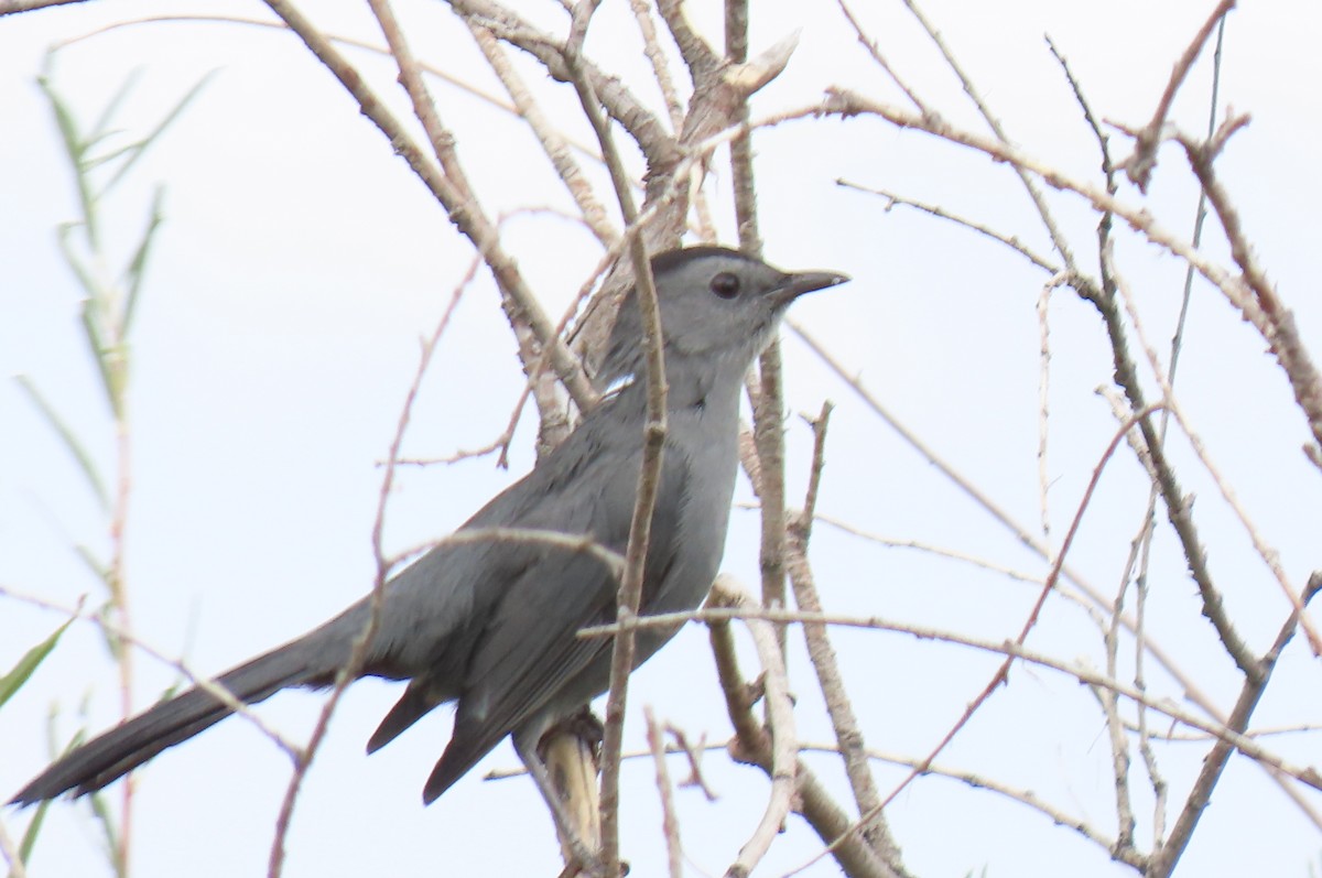 Gray Catbird - ML642126962