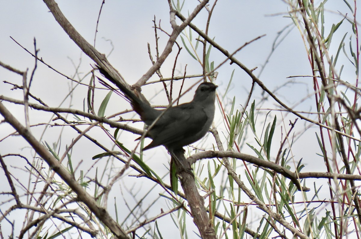 Gray Catbird - ML642126963