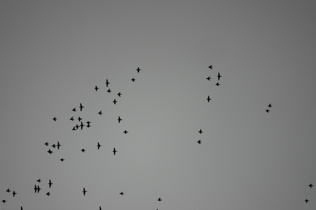 Barred Parakeet - ML642126973