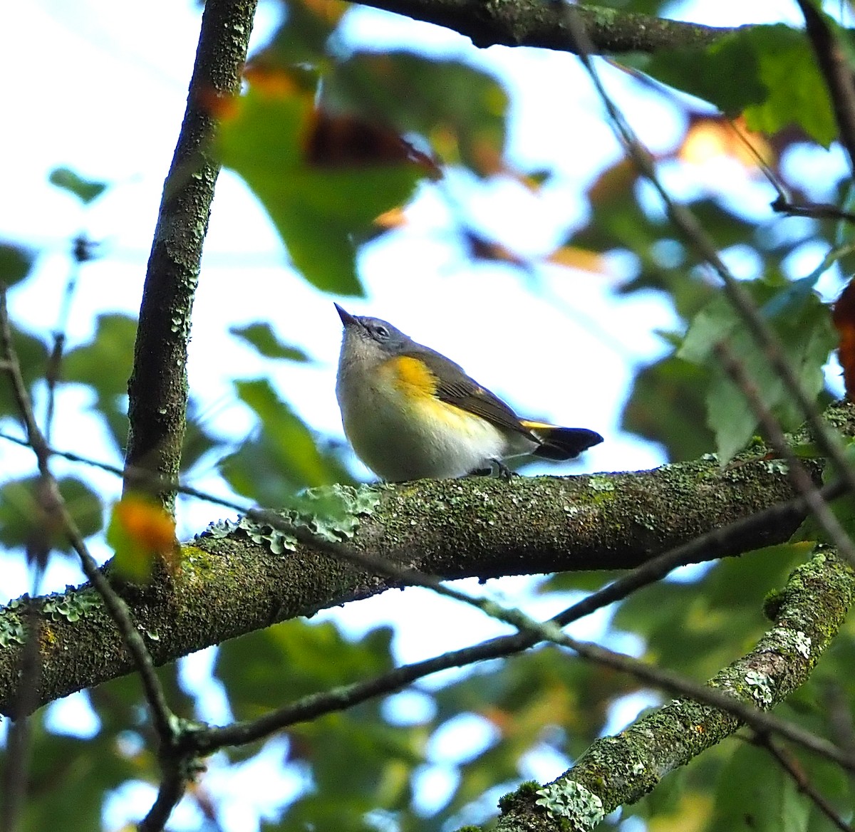 American Redstart - ML642126974