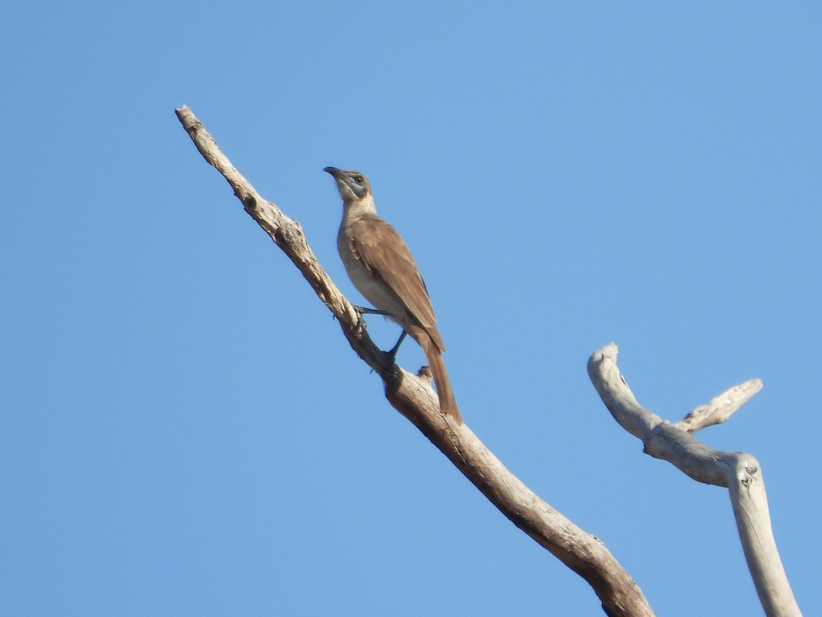 Little Friarbird - ML642127003