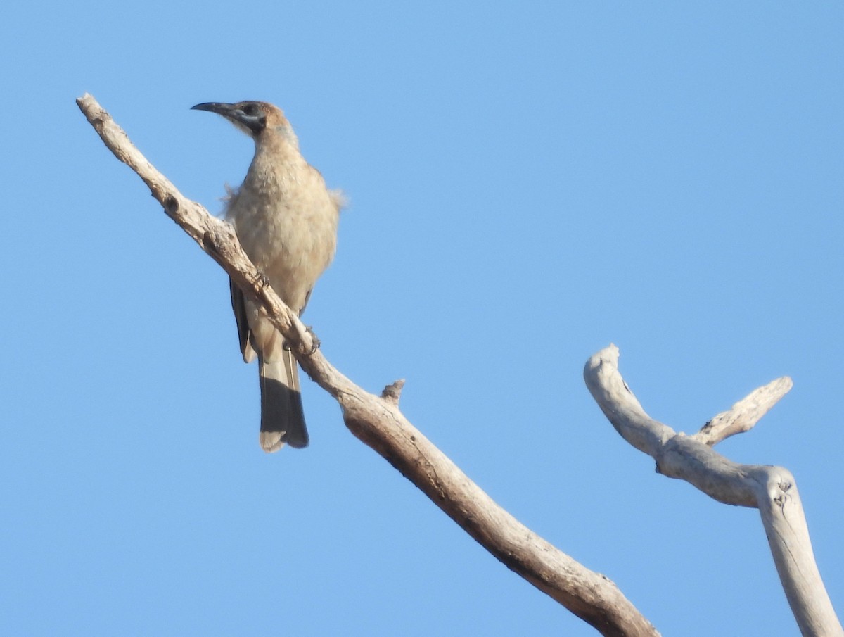 Little Friarbird - ML642127005