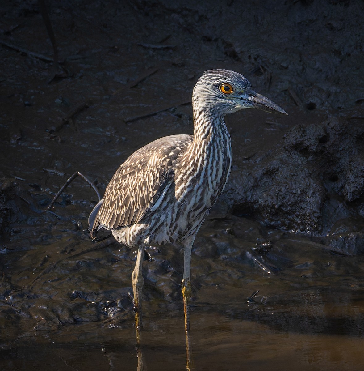 Yellow-crowned Night Heron - ML642127006