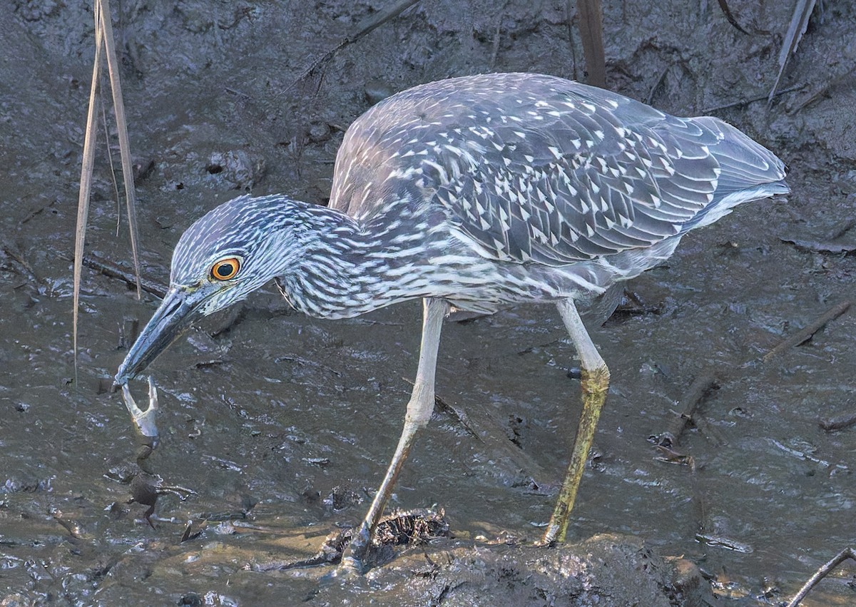 Yellow-crowned Night Heron - ML642127007