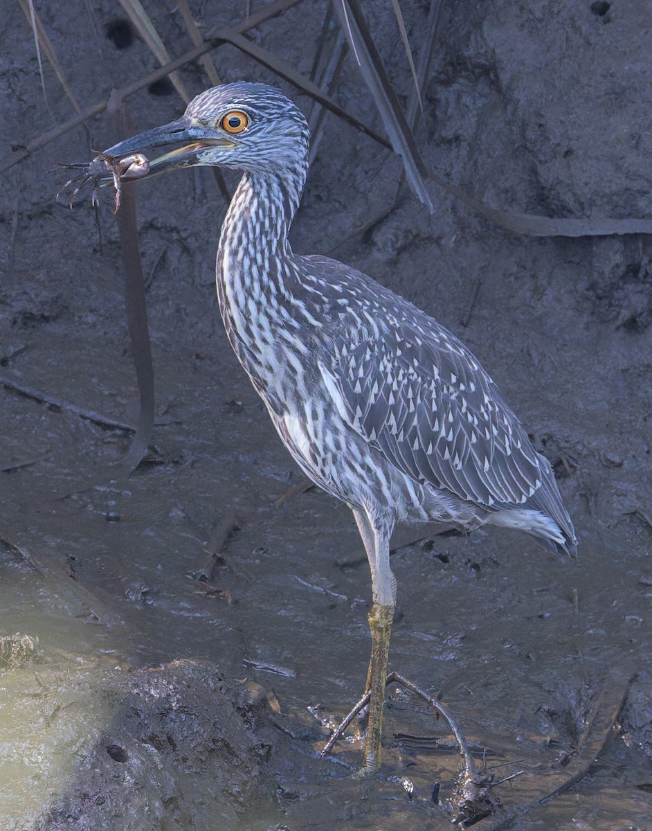 Yellow-crowned Night Heron - ML642127008