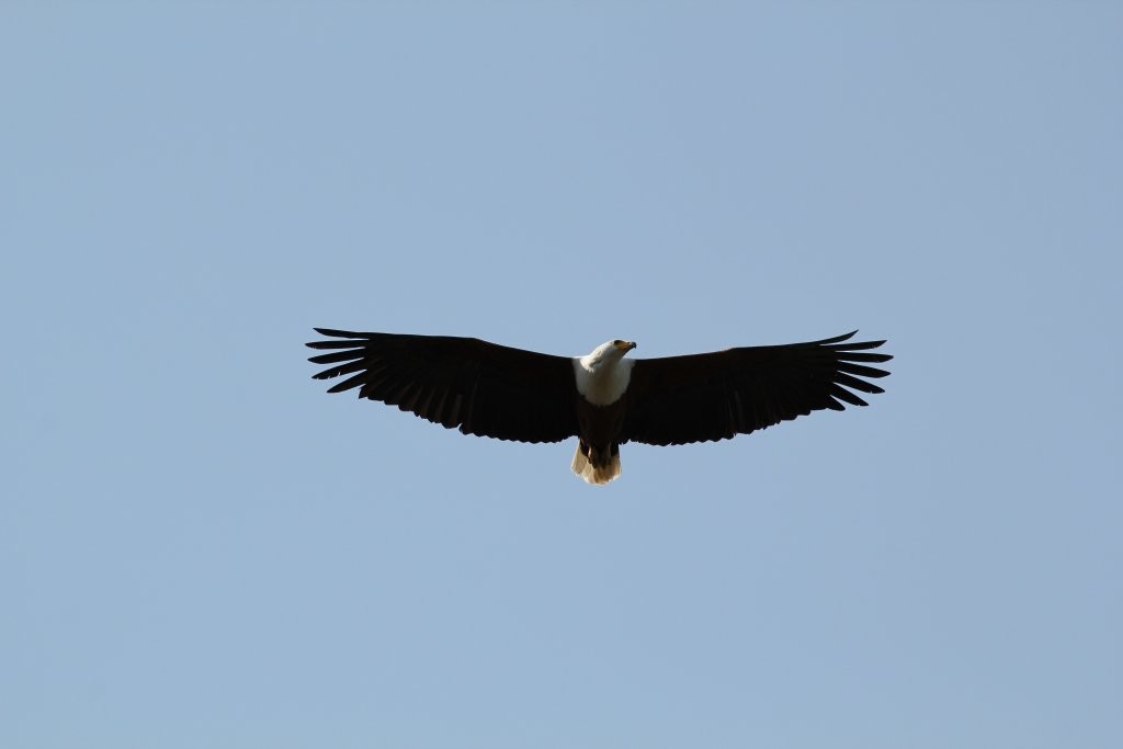 African Fish-Eagle - Hickson Fergusson