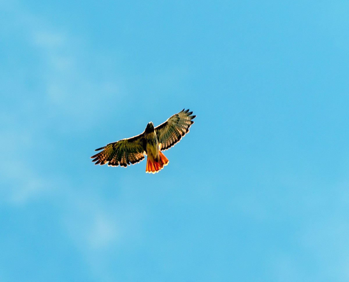 Red-tailed Hawk - ML642127013