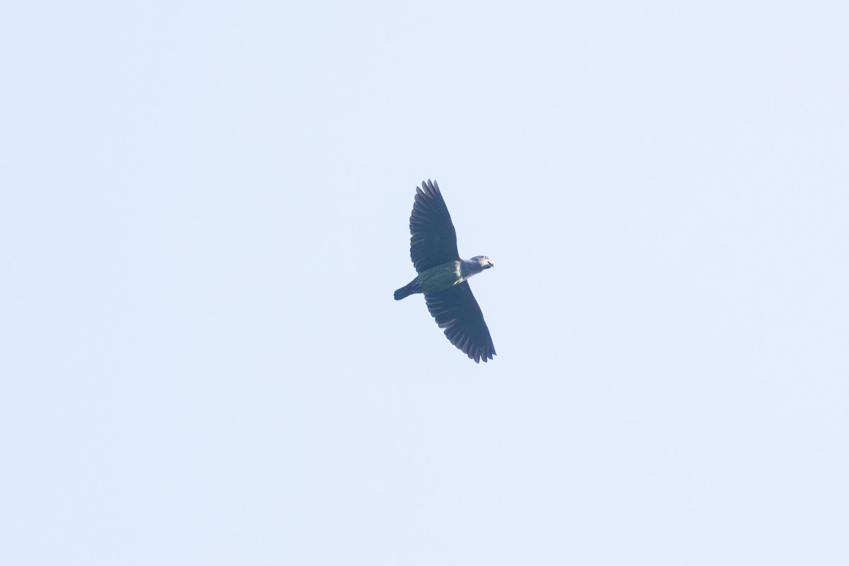 Loro Cabeciazul - ML642127031