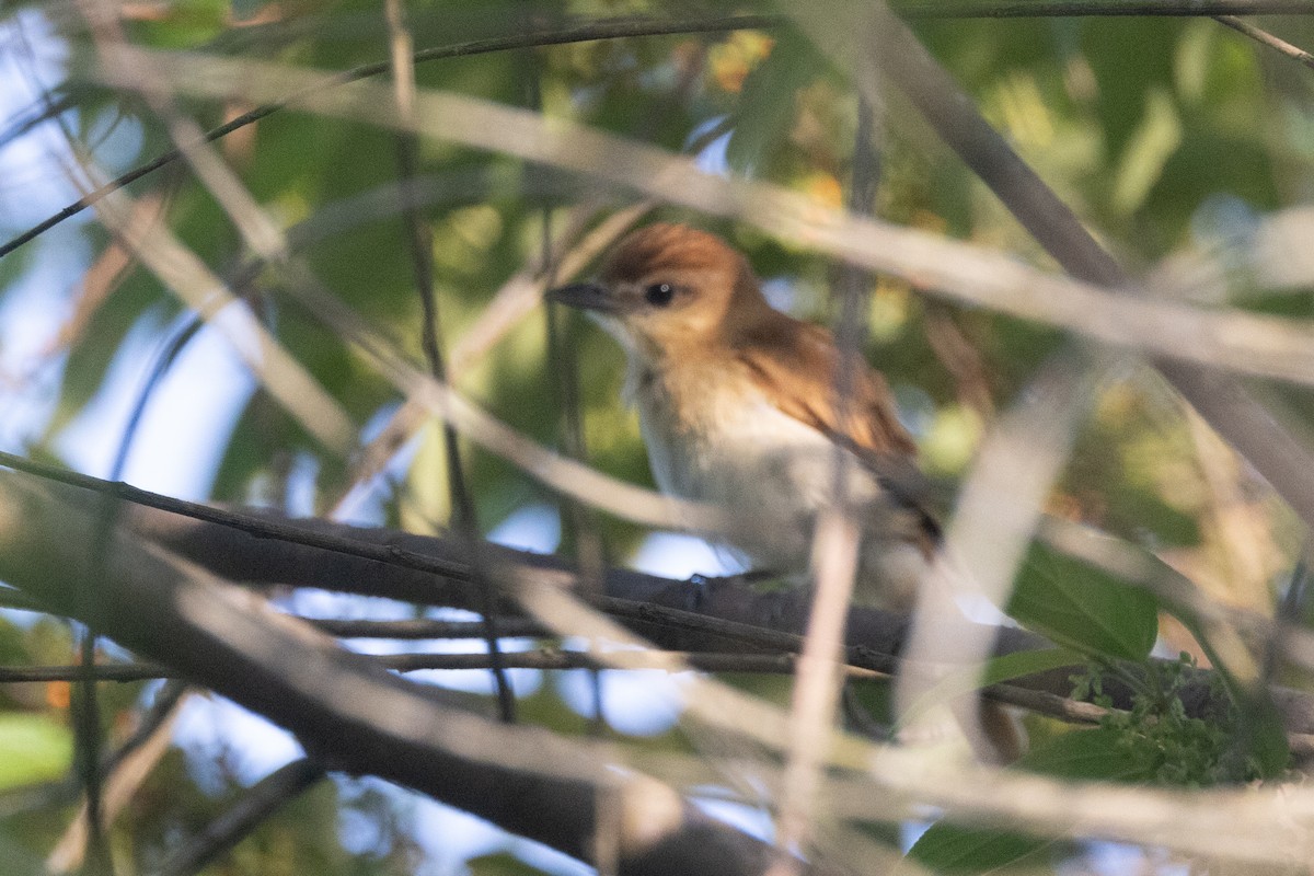 Loro Cabeciazul - ML642127033