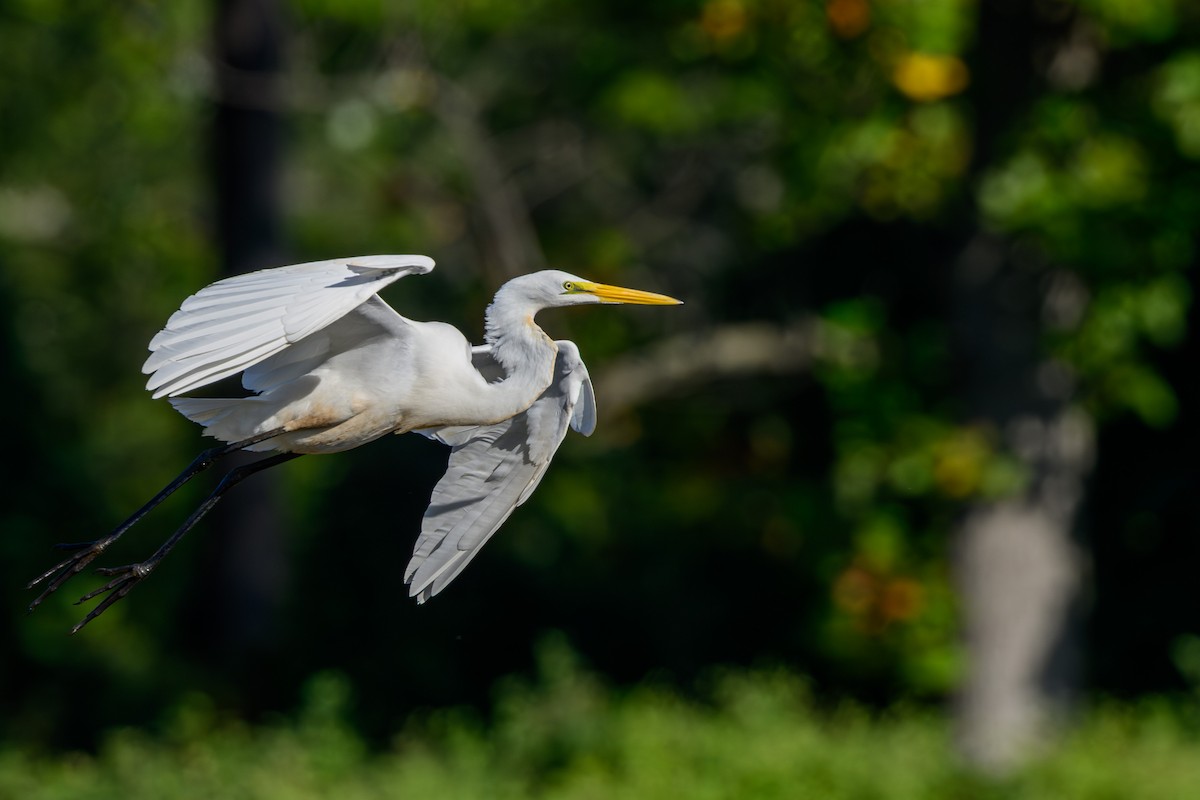 volavka bílá - ML642127037