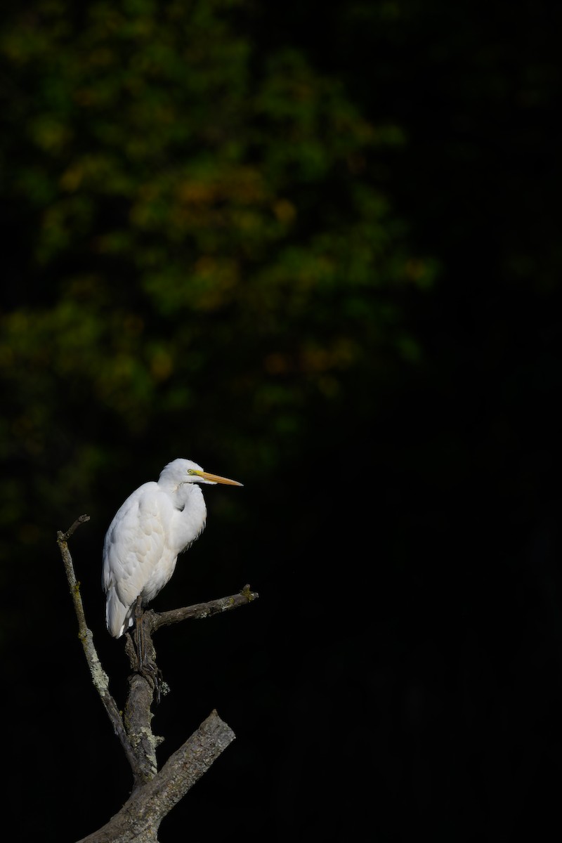 volavka bílá - ML642127038