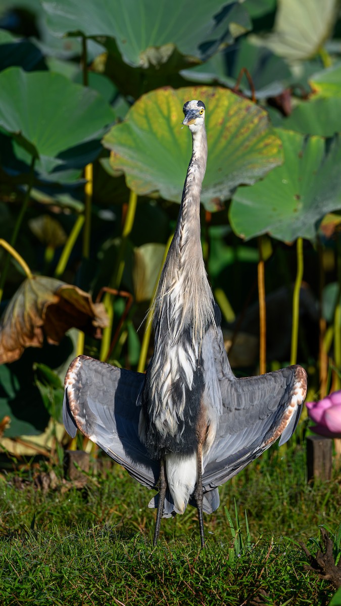 volavka velká - ML642127052