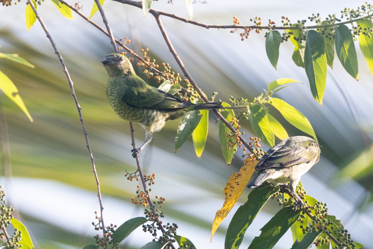Swallow Tanager - ML642127054