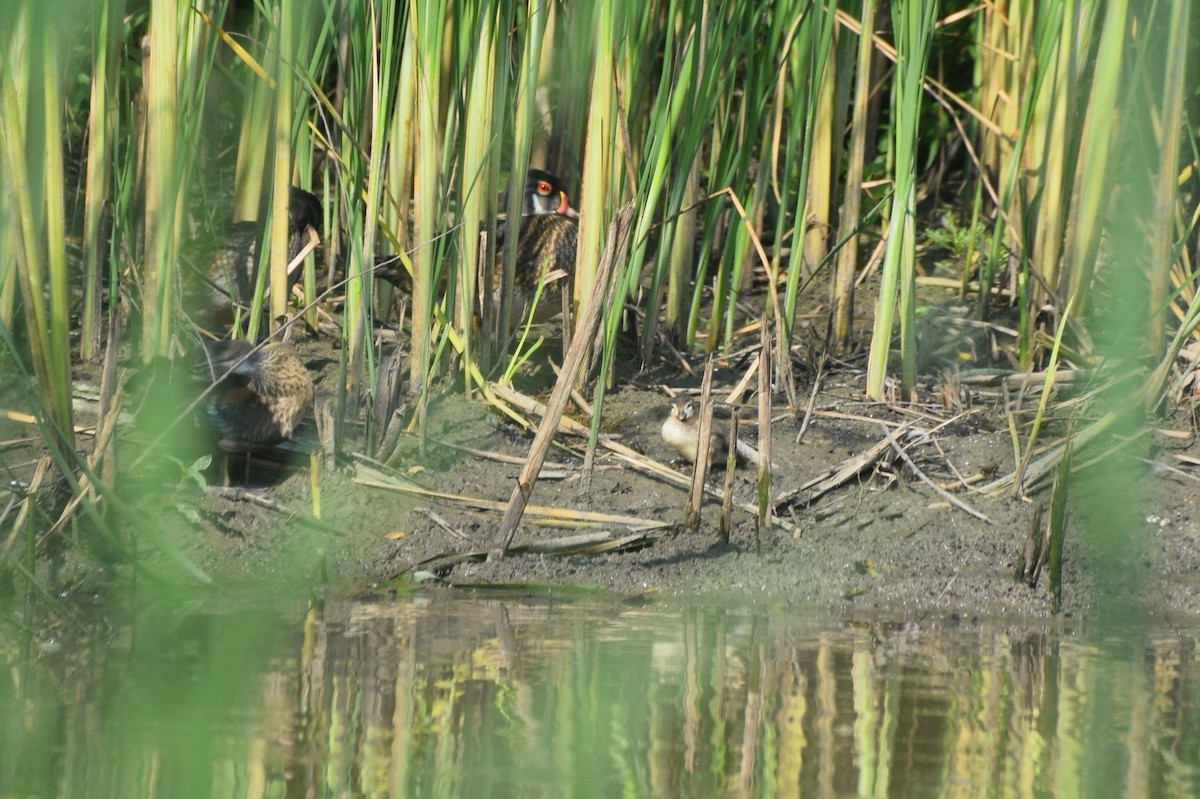 Canard branchu - ML642127056