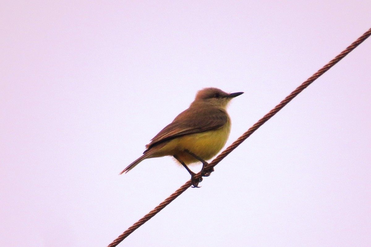 Picabuey - ML642127060