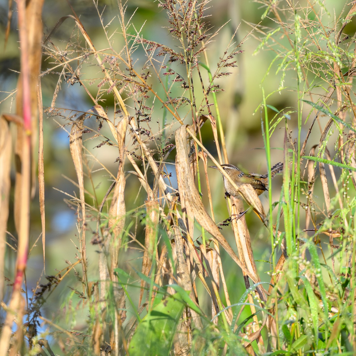 střízlík bažinný - ML642127064