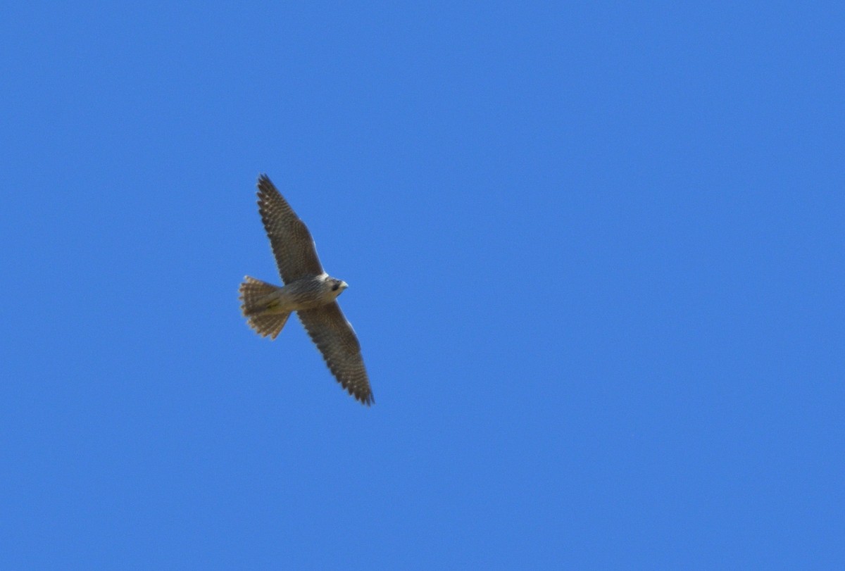 Peregrine Falcon - ML642127071
