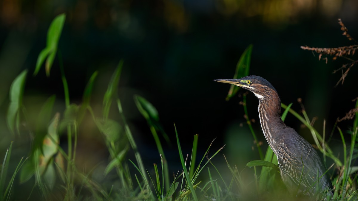 volavka zelenavá - ML642127096