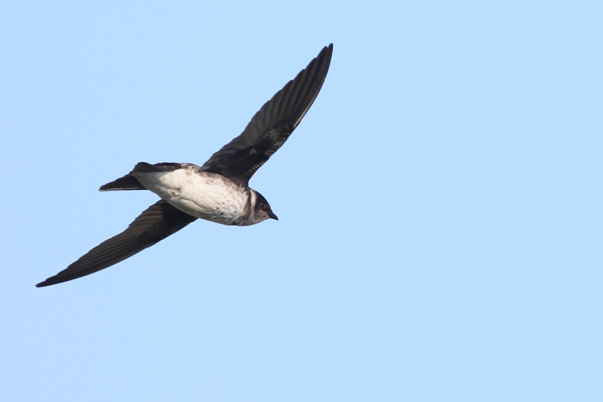 Purple Martin - ML642127097