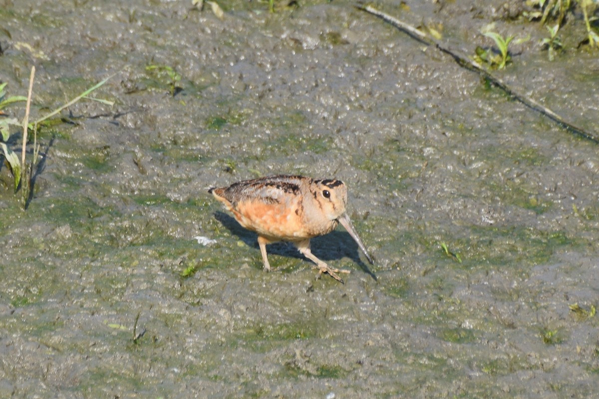 American Woodcock - ML642127099