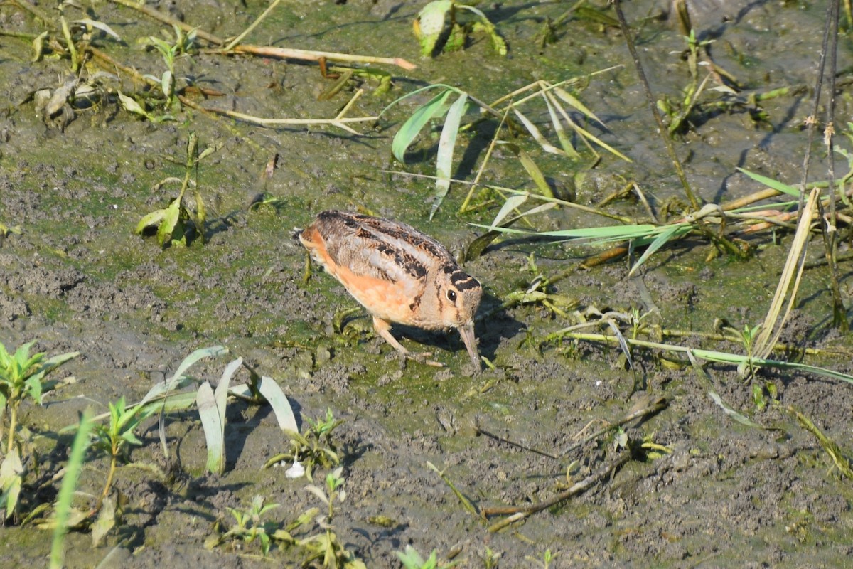American Woodcock - ML642127101
