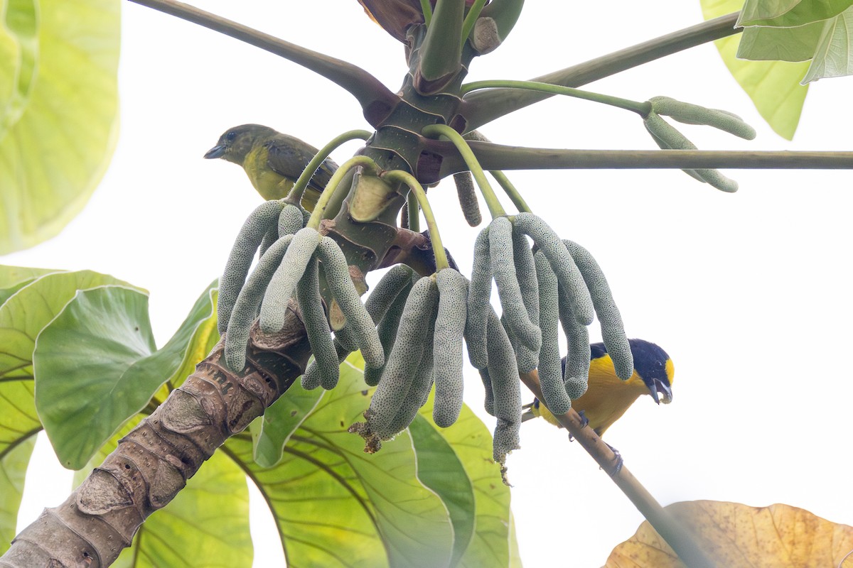 Thick-billed Euphonia - ML642127117