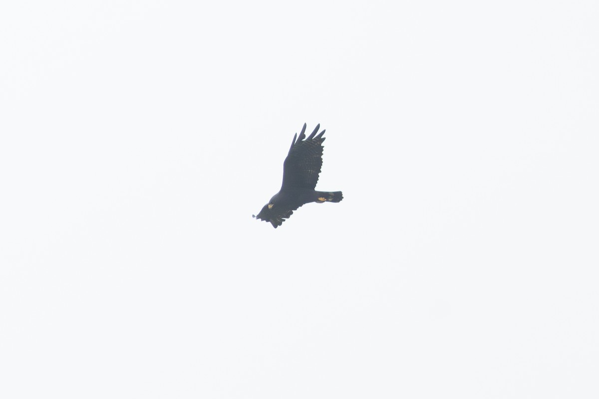 Zone-tailed Hawk - ML642127123