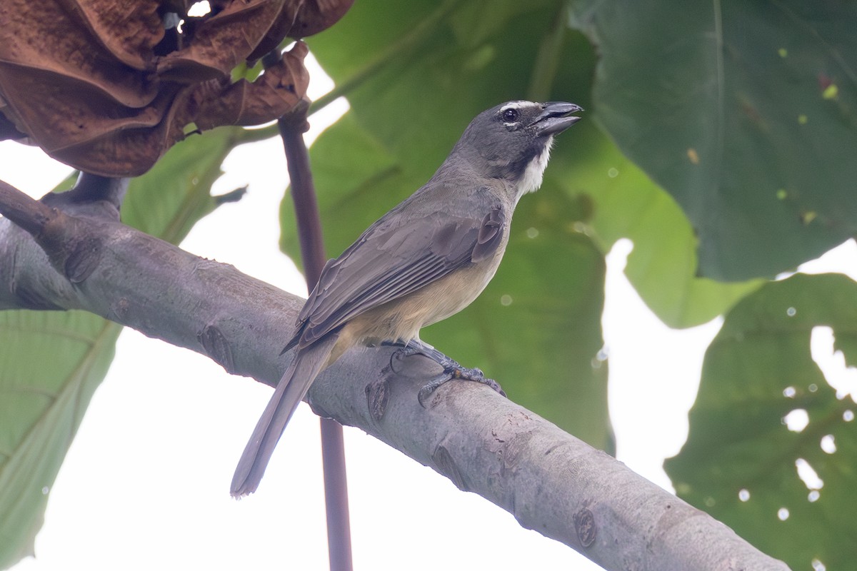 Olive-gray Saltator - ML642127134