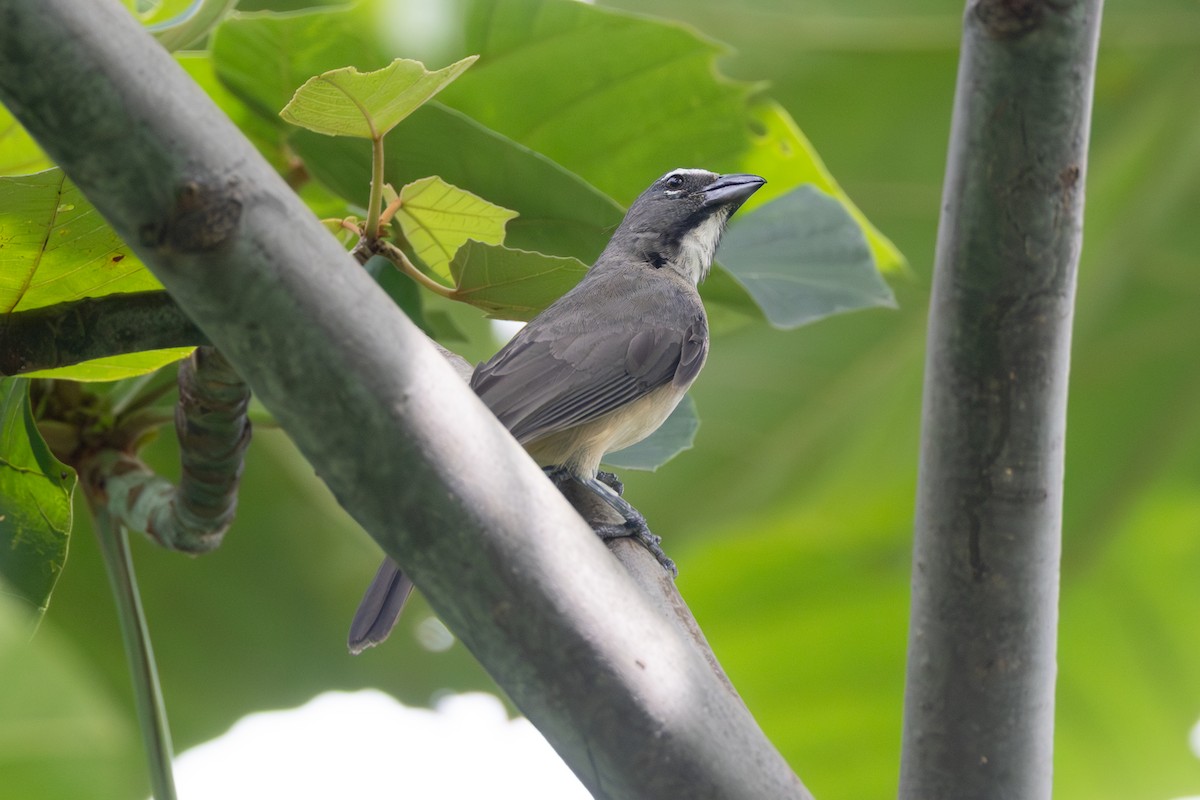Olive-gray Saltator - ML642127135