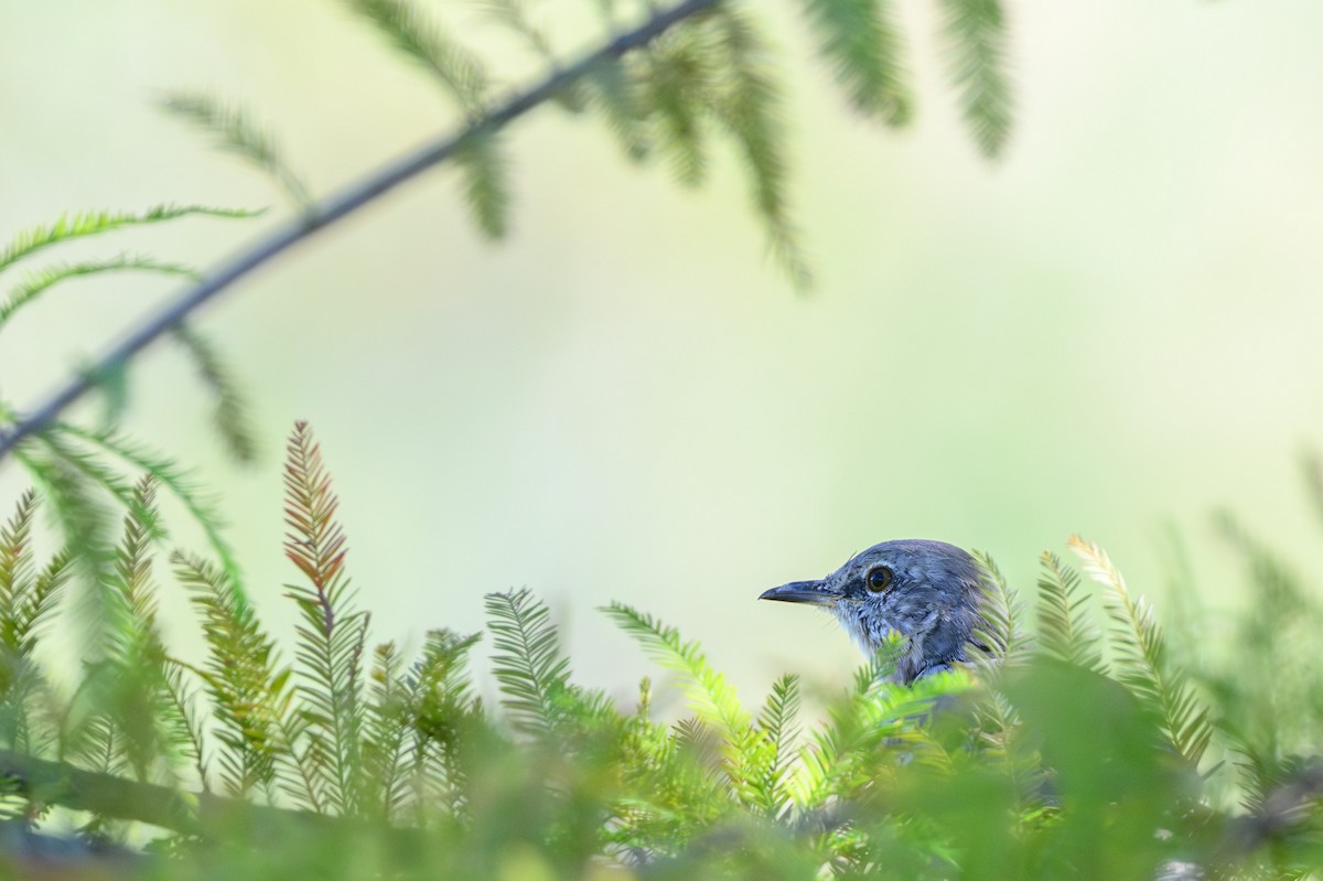 Northern Mockingbird - ML642127139