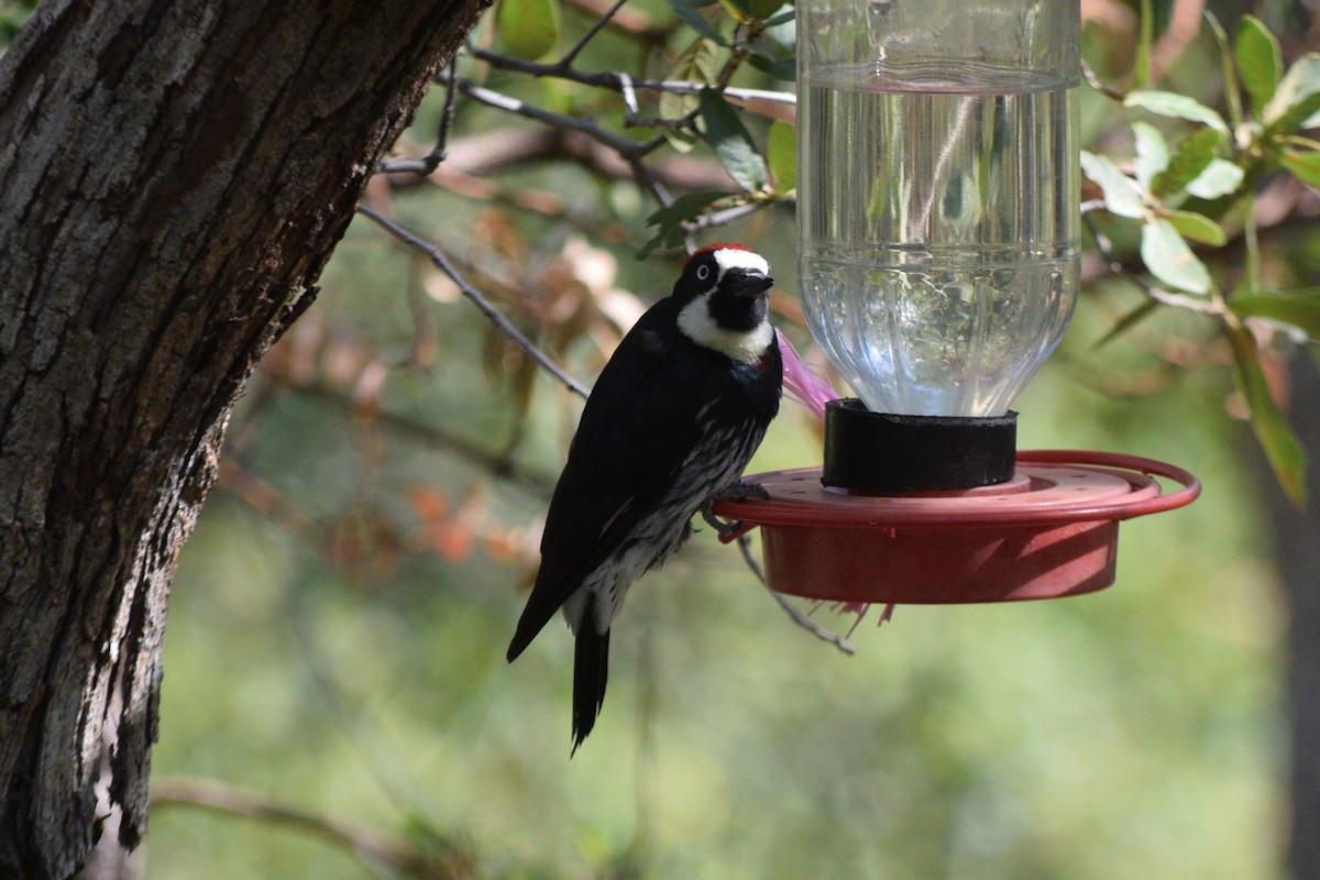 Acorn Woodpecker (Acorn) - ML642127144