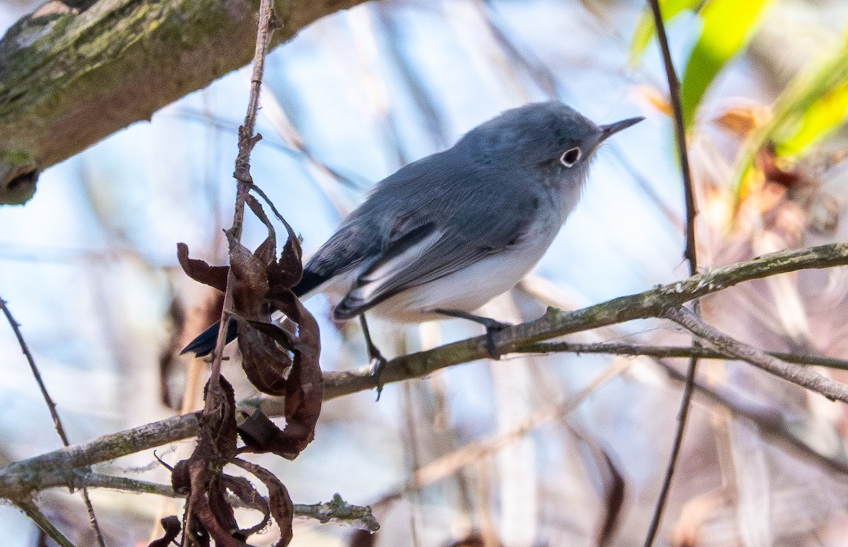 Blue-gray Gnatcatcher - ML642127157