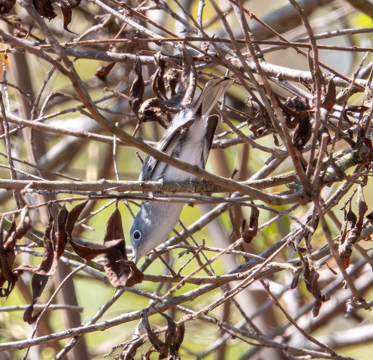 Blue-gray Gnatcatcher - ML642127158