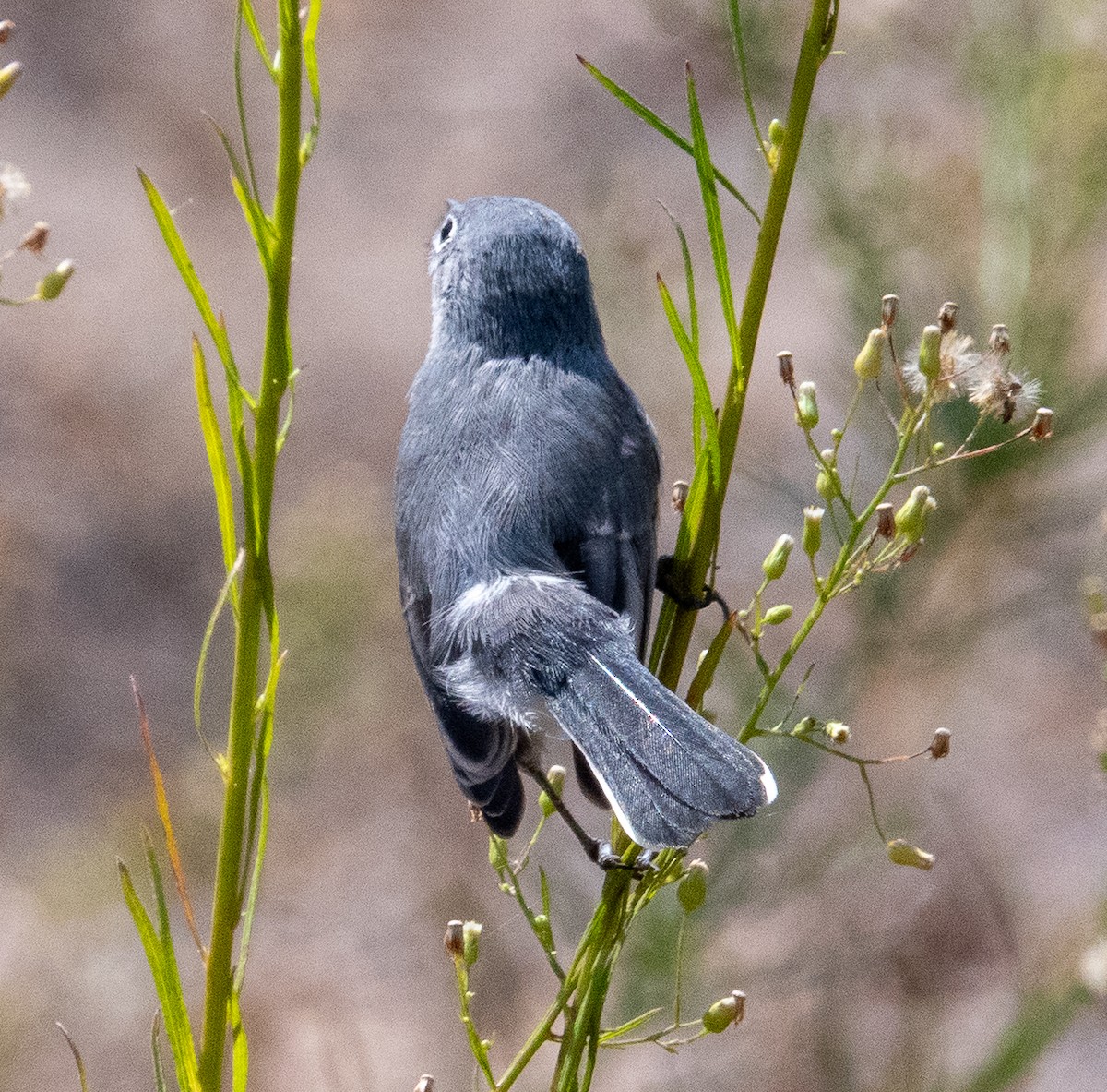 Blue-gray Gnatcatcher - ML642127159