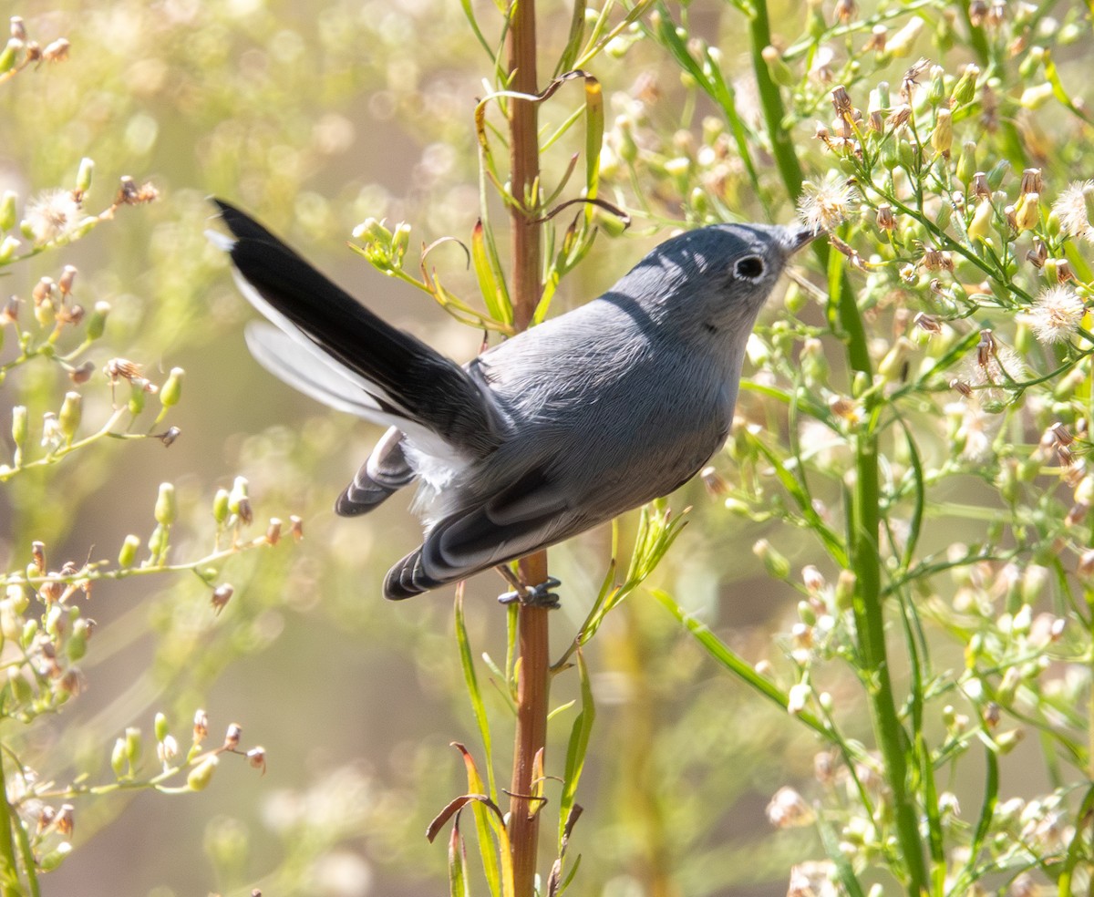 Blue-gray Gnatcatcher - ML642127160