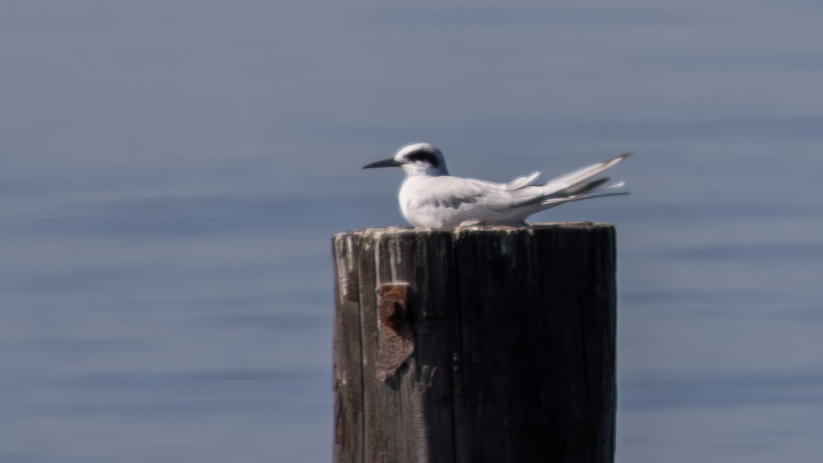 Forster's Tern - ML642127170