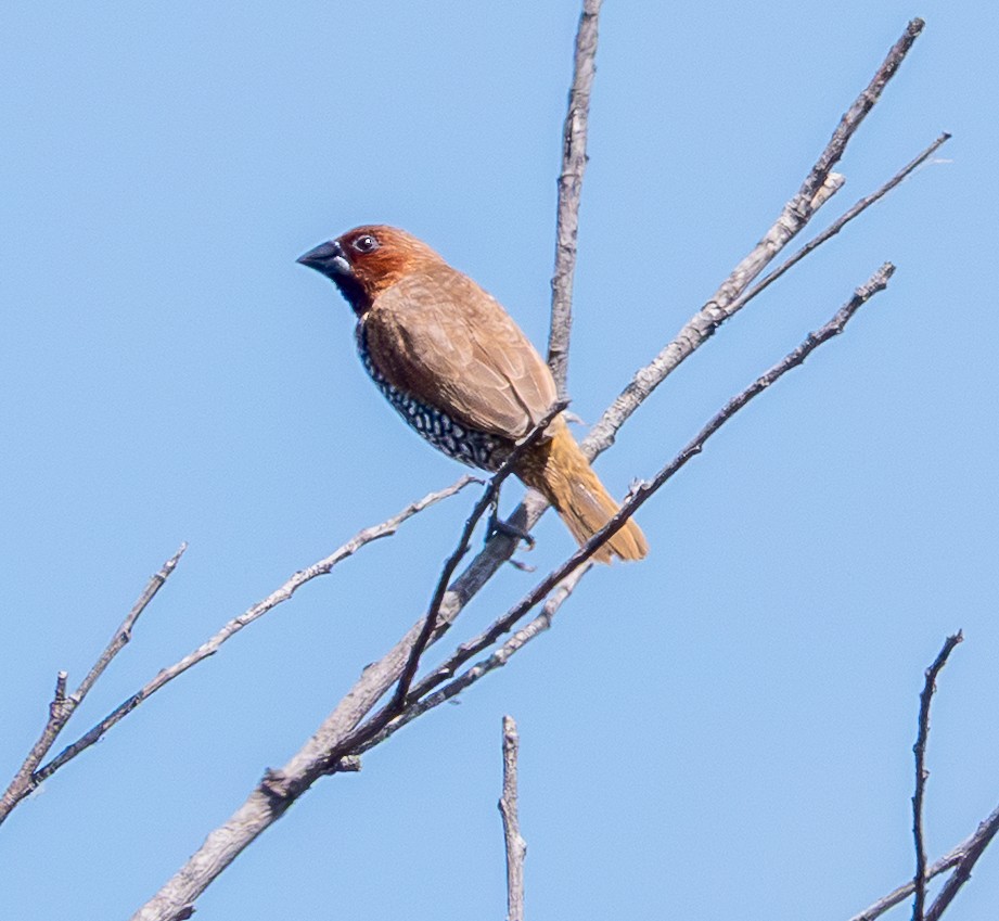 Scaly-breasted Munia - ML642127173