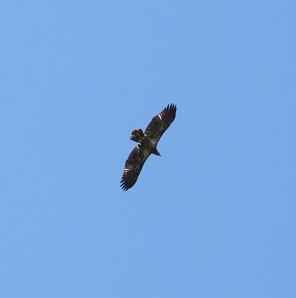 Bald Eagle - ML642127176