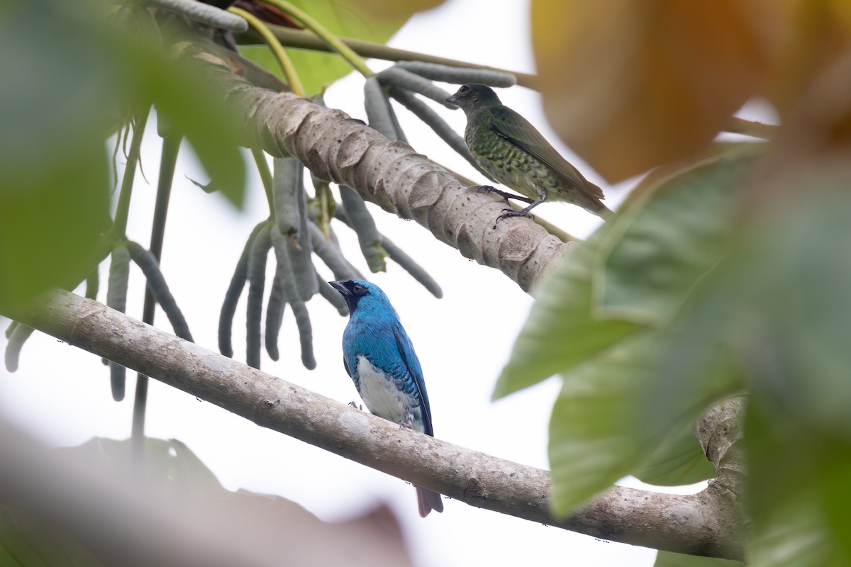 Swallow Tanager - ML642127188