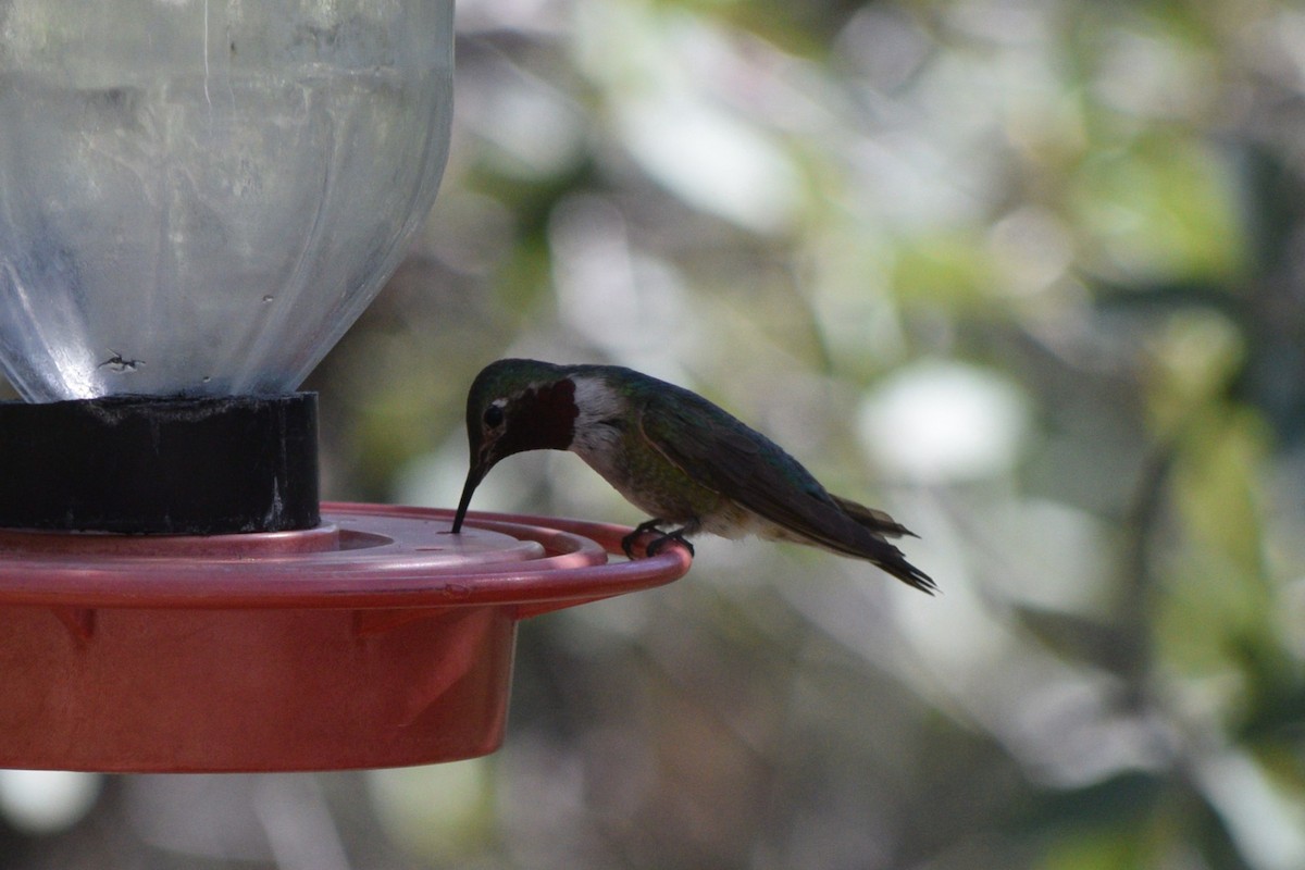 Broad-tailed Hummingbird - ML642127189