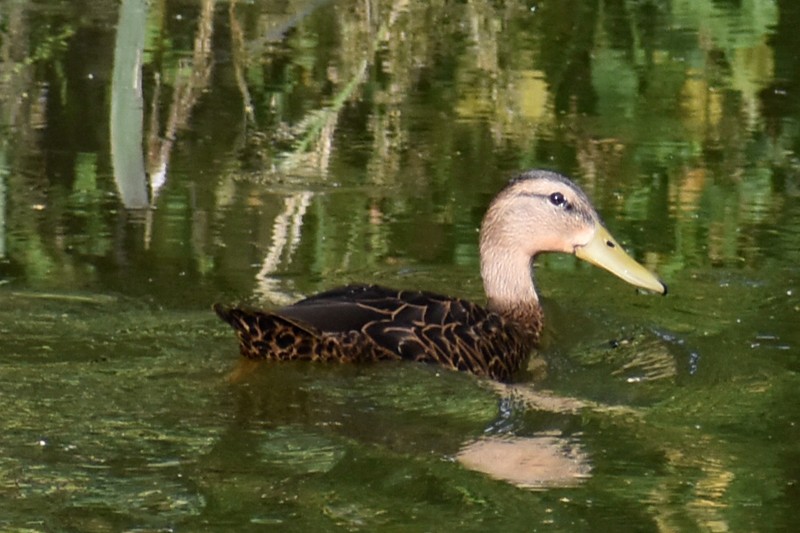 Mexican Duck - ML642127193