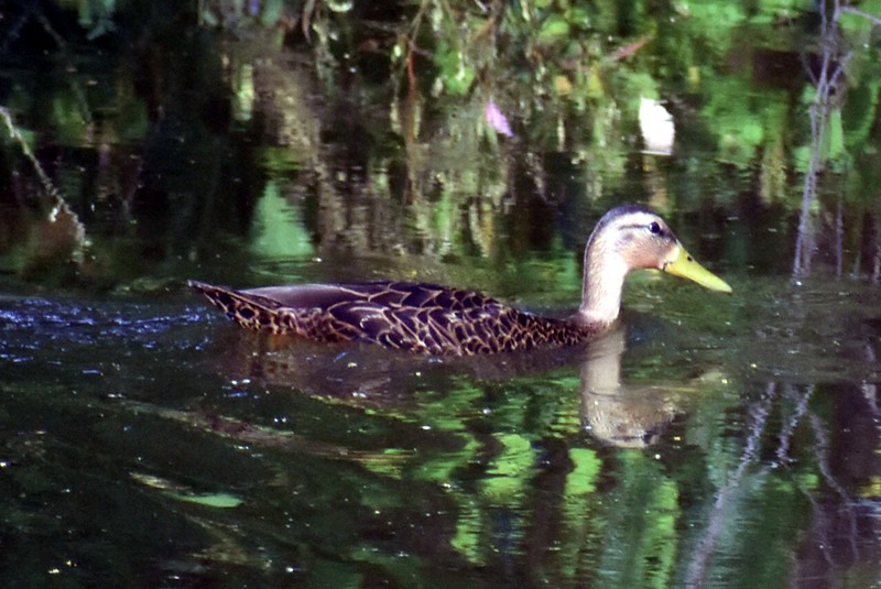 Mexican Duck - ML642127194