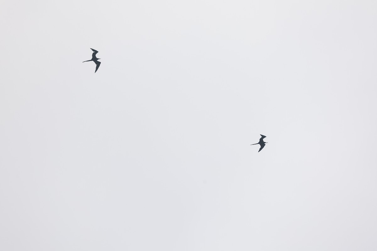 Magnificent Frigatebird - ML642127201