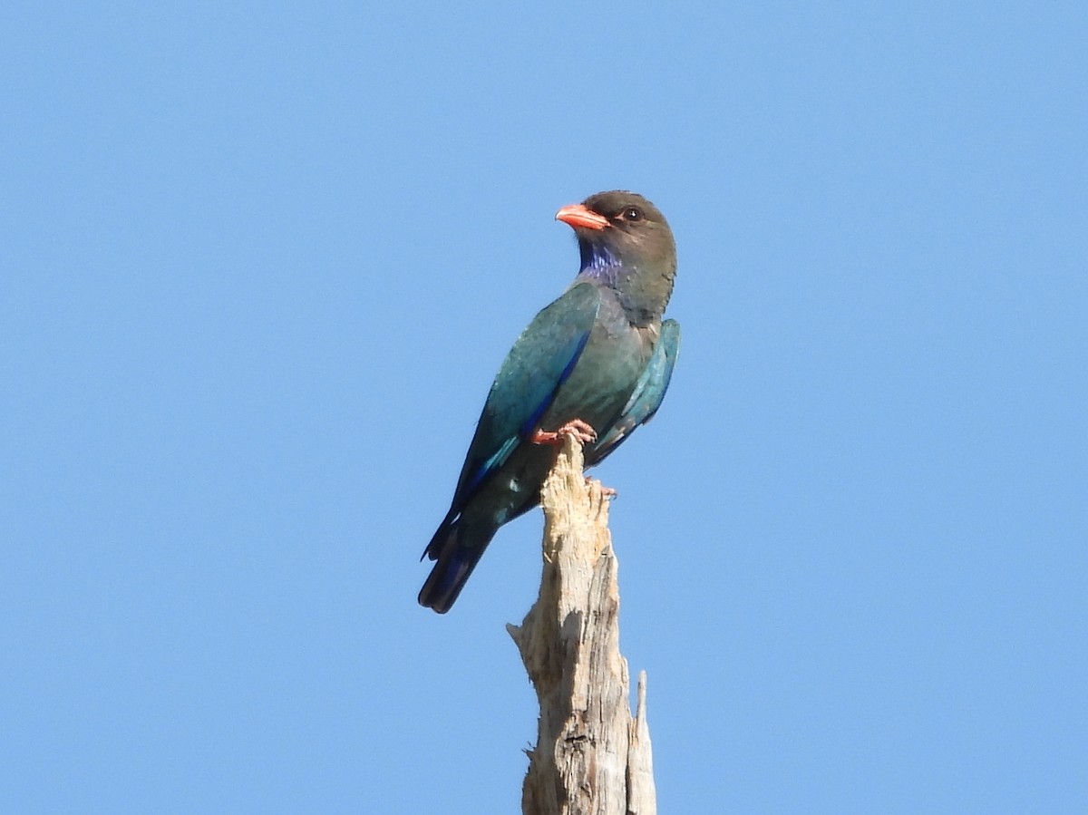 Dollarbird - ML642127202